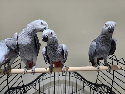   Talking African Grey Parrots for sale   