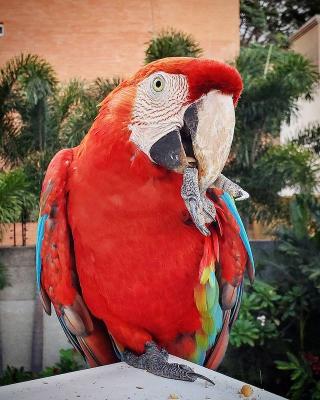  Scarlet Macaw Parrots for sale   