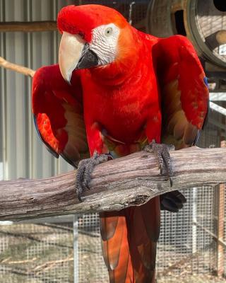  Scarlet Macaw Parrots for sale   