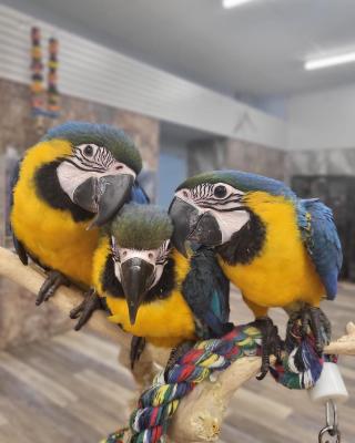  Pair of Blue and Gold Macaw Parrots For Sale   