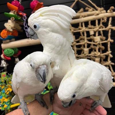  Cockatoo Parrots For Sale   