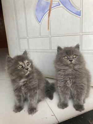 British Longhair Kitten in Madurai