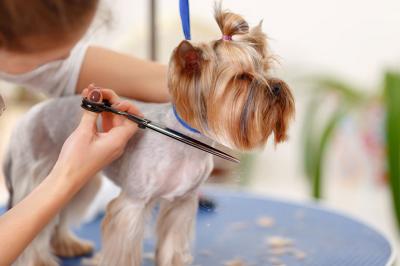 Affordable Pet Grooming in Koramangala