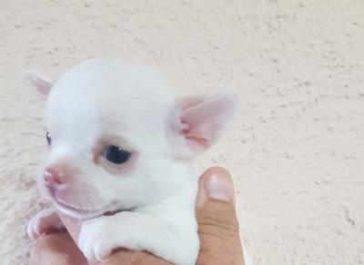 Mini Chihuahuas - Vienna Dogs, Puppies