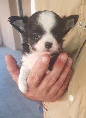 Mini Chihuahuas - Vienna Dogs, Puppies