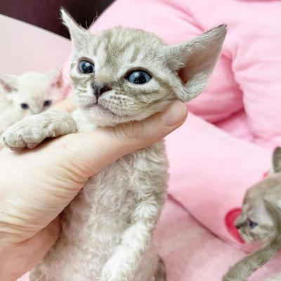  Devon Rex Kittens - Kuantan Cats, Kittens