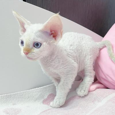  Devon Rex Kittens - Kuantan Cats, Kittens