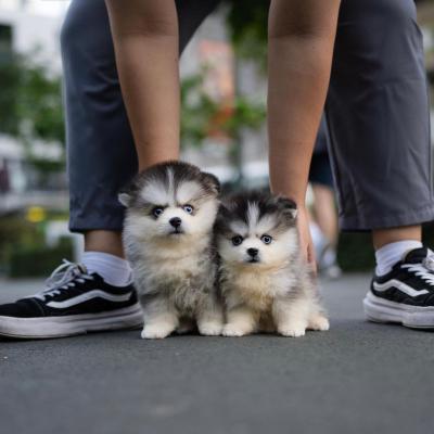  Pomsky Puppies Available