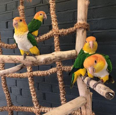  Caique parrots available now