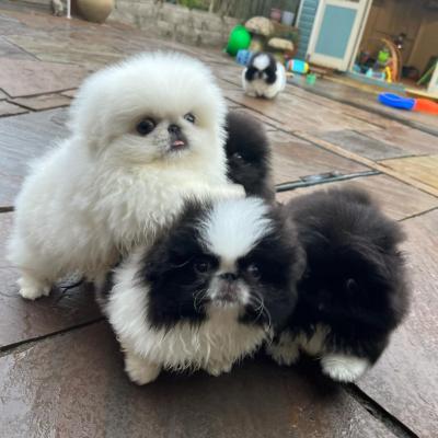  Adorable purebred Pekingese Puppies Available 