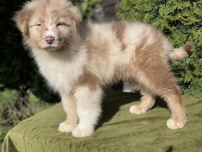    Australian shepherd puppies