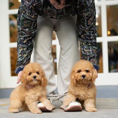  Goldendoodle Puppies Available - Kuantan Dogs, Puppies