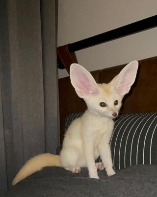  Registered Fennec Foxes for sale 