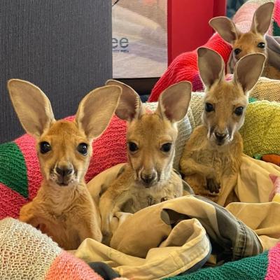  Mountain Kangaroo babies (  joeys ) for sale 