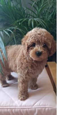 Mini female poodle - Vienna Dogs, Puppies