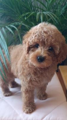 Mini female poodle - Vienna Dogs, Puppies