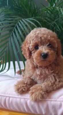 Mini female poodle - Vienna Dogs, Puppies