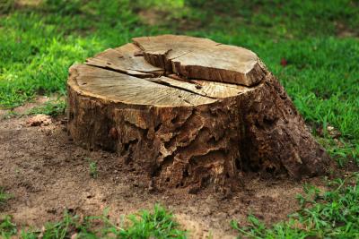 Professional Stump Removal for Businesses