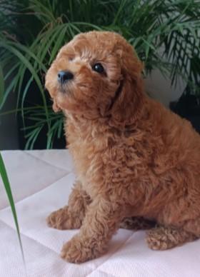 Poodle mini puppy - Vienna Dogs, Puppies