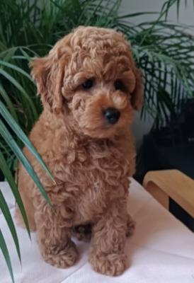 Poodle mini puppy - Vienna Dogs, Puppies