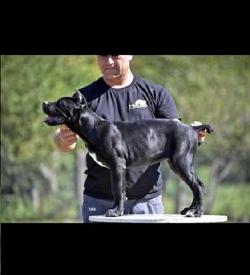 Cane Corso puppies