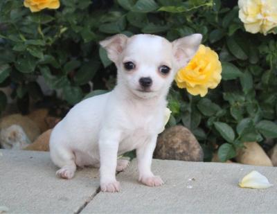 PRECIOSOS CACHORROS TEACUP CHIHUAHUA - Barcelona Dogs, Puppies