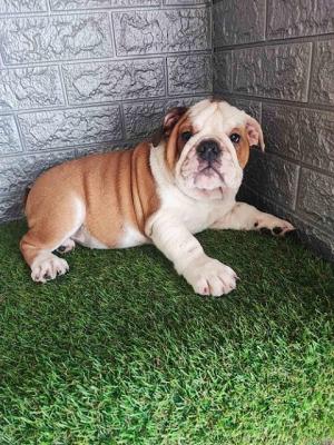 English bulldog