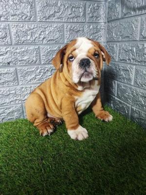 English bulldog - Vienna Dogs, Puppies