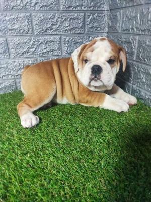 English bulldog - Vienna Dogs, Puppies