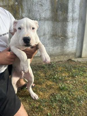 Dogo Argentino puppies - Vienna Dogs, Puppies