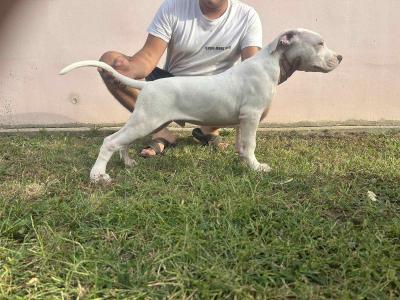 Dogo Argentino puppies - Vienna Dogs, Puppies