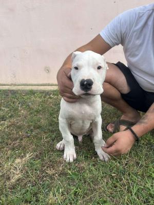 Dogo Argentino puppies - Vienna Dogs, Puppies