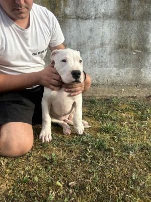 Dogo Argentino puppies - Vienna Dogs, Puppies