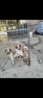 Pointer sale - Vienna Dogs, Puppies