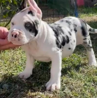 American Bully !!! - Vienna Dogs, Puppies