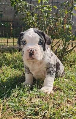 American Bully !!! - Vienna Dogs, Puppies