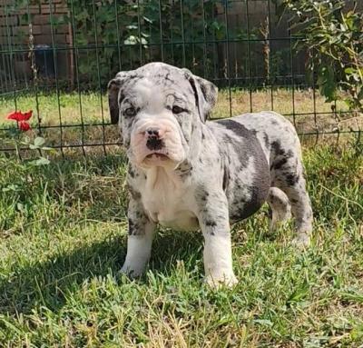 American Bully !!! - Vienna Dogs, Puppies