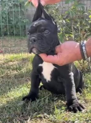 American Bully !!! - Vienna Dogs, Puppies