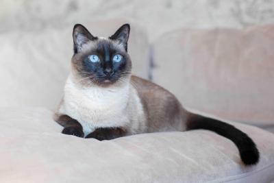 Siamese Kitten in Madurai