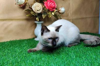 Siamese Kitten in Madurai - Madurai Cats, Kittens