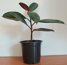 Rubber Plant Vastu