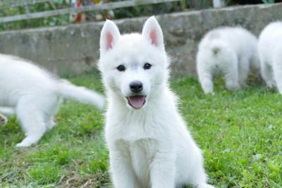 Siberian Husky puppies - Vienna Dogs, Puppies