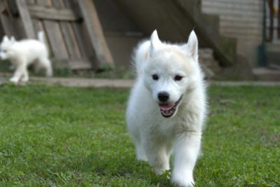 Siberian Husky puppies - Vienna Dogs, Puppies