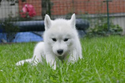 Siberian Husky puppies - Vienna Dogs, Puppies