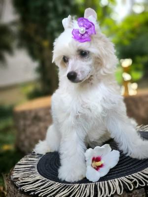 Chinese crested dog - Vienna Dogs, Puppies