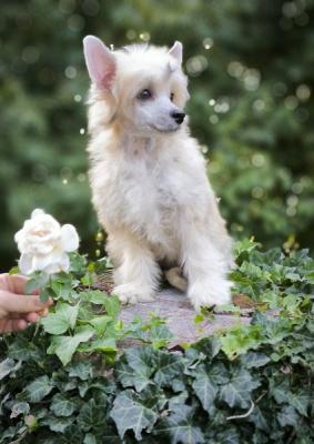 Chinese crested dog - Vienna Dogs, Puppies