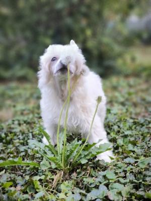 Chinese crested dog - Vienna Dogs, Puppies