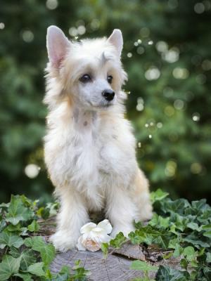 Chinese crested dog - Vienna Dogs, Puppies