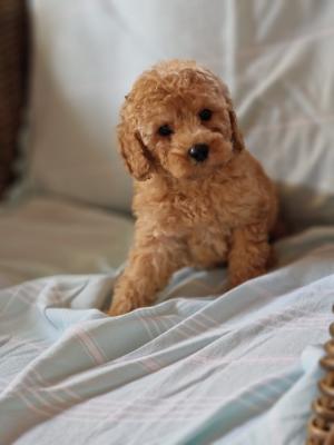 Mini poodles - Vienna Dogs, Puppies