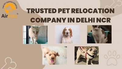 Trusted Pet Relocation Company in Delhi NCR